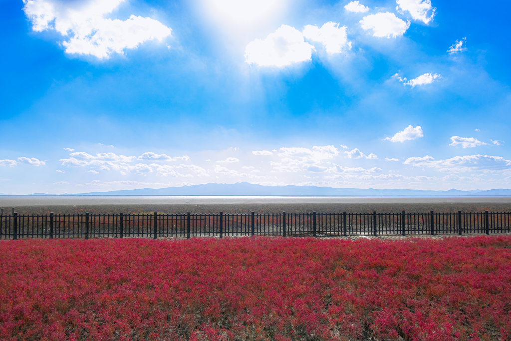 紅に染まる干潟