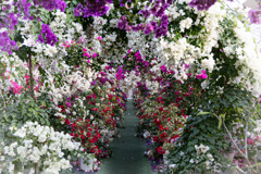 ブーゲンの森