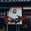 白壁に舞う紅の詩