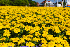 花絨毯