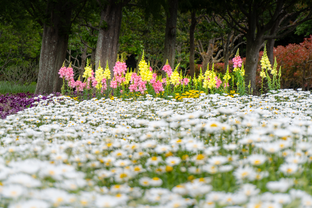白の静寂に、陽と頬の花