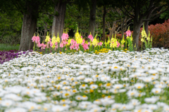 白の静寂に、陽と頬の花