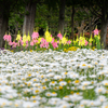 白の静寂に、陽と頬の花