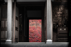 観音へ誘（いざな）う、満天星（ドウダンツツジ）の道