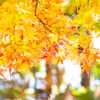 佐賀県　大興禅寺の紅葉