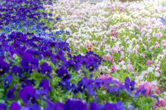 花のうねり、色の舞