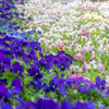花のうねり、色の舞