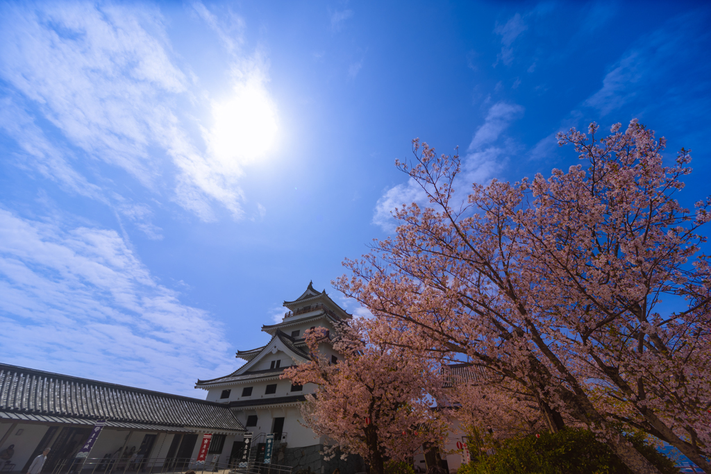 佐賀県唐津城のさくら