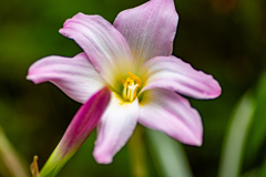 ハブランサス