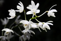 漆黒に舞う、純白の妖精