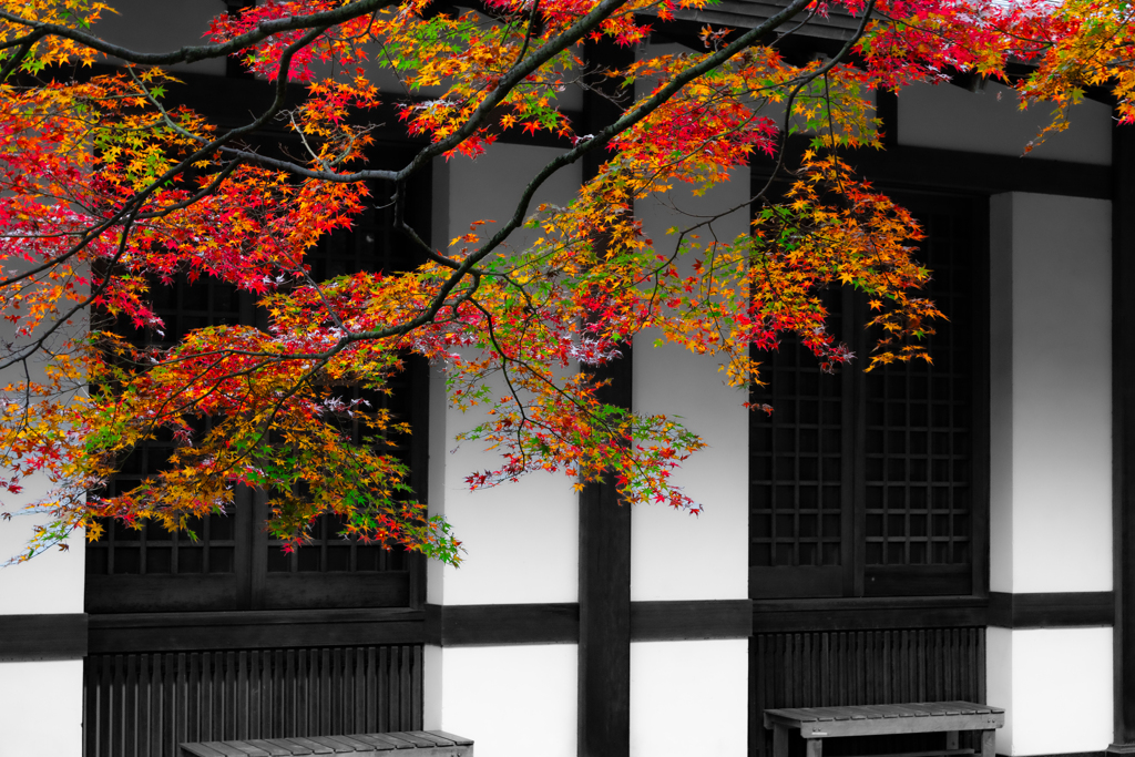 モノクロームに咲く三色