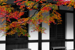 モノクロームに咲く三色