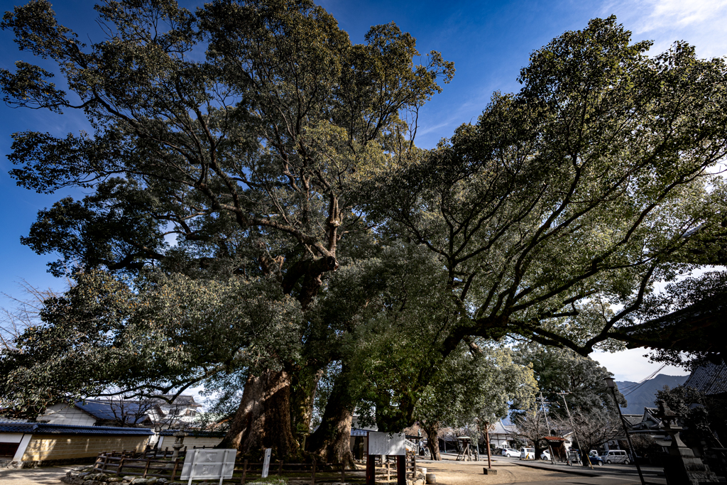 善導寺の物語 vol.2「八百年の深呼吸」