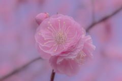 純粋