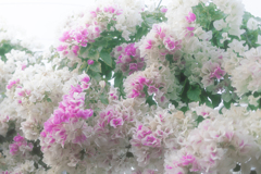 夢色のカーテン