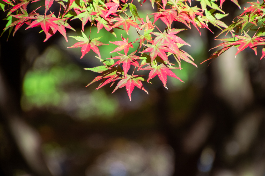 福岡県　英彦山　大権現もみじ庵