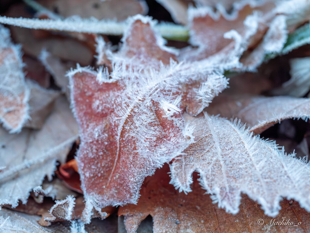 落ち葉に霜…白い縁取り