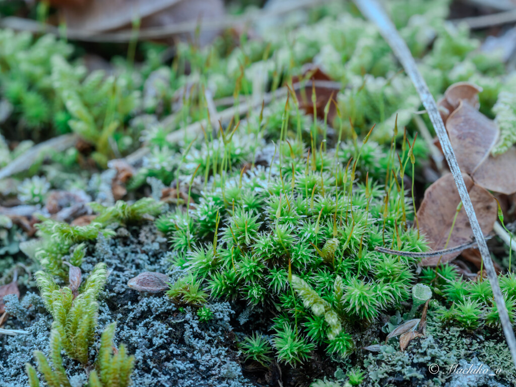 苔の森