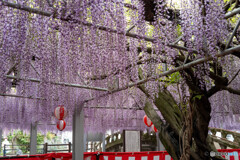 中山の大藤