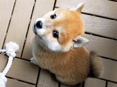 豆柴 ゆいちゃん