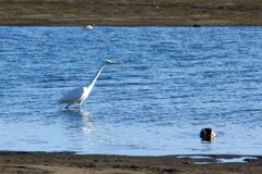 蒲生干潟（宮城県仙台市）Jan.14, 2024