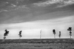 宮城県東松島市野蒜(ﾉﾋﾞﾙ)海岸(Jan.20,2024)