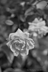 On The Sunny Side Of Town (Dec.17, 2023)