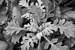 On The Sunny Side Of Town (Dec.31, 2023)