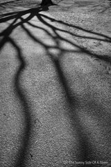 On The Sunny Side Of Town (Dec.18, 2023)