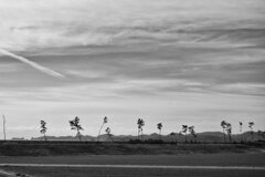 宮城県東松島市野蒜(ﾉﾋﾞﾙ)海岸(Jan.20,2024)