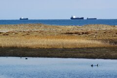 蒲生干潟（宮城県仙台市）Jan.14, 2024