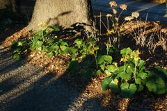 On The Sunny Side Of Town (Dec.28, 2023)