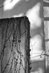 On The Sunny Side Of Town (Jan.2, 2024)