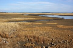 蒲生干潟（宮城県仙台市）Jan.14, 2024