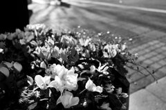 On The Sunny Side Of Town (Jan.5, 2024)