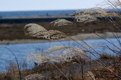 蒲生干潟（宮城県仙台市）Jan.14, 2024