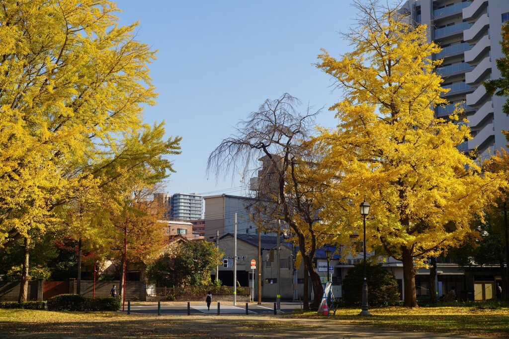 Sunny Side Of A Town: West Park