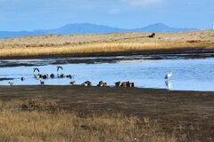 蒲生干潟（宮城県仙台市）Jan.14, 2024