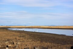 蒲生干潟（宮城県仙台市）Jan.14, 2024