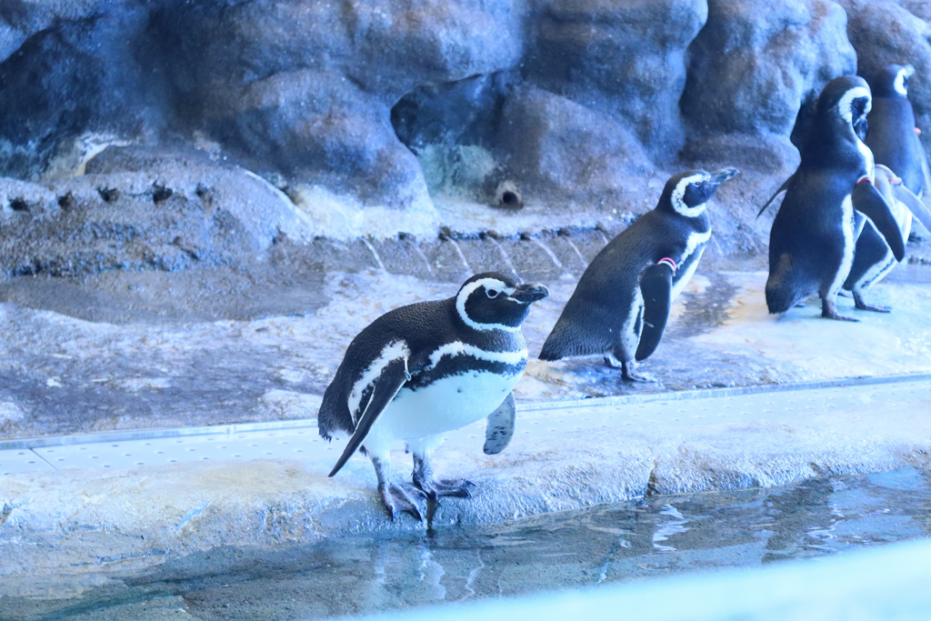 マゼランペンギン
