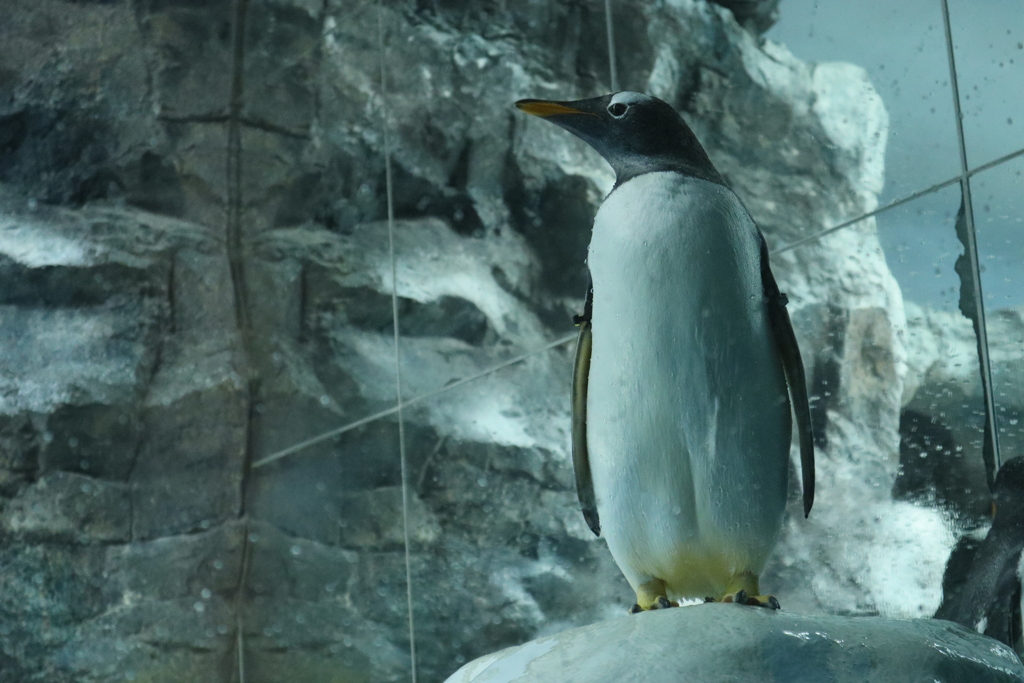 ジェンツーペンギン