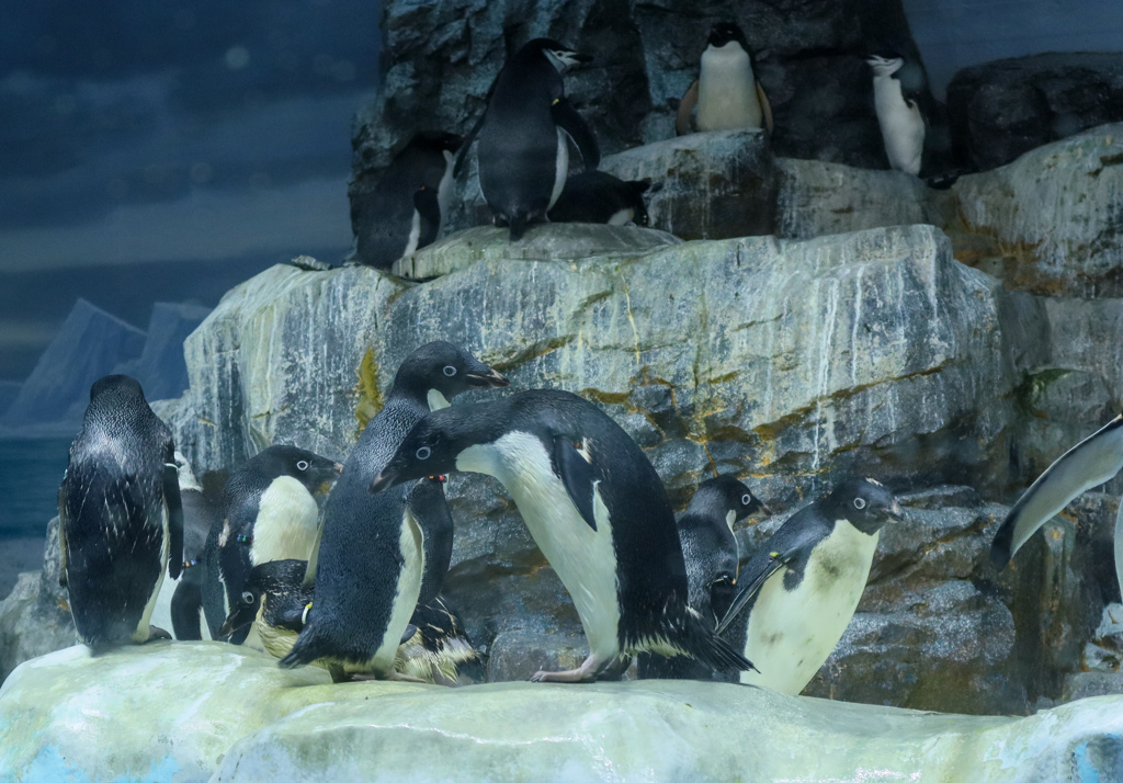アデリーペンギン