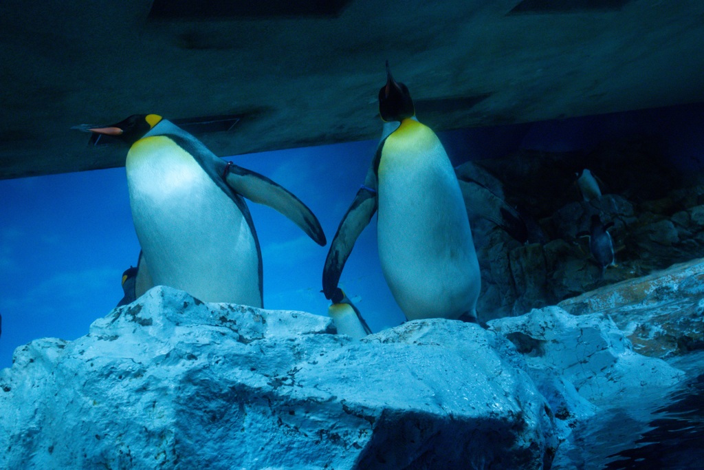 王様ペンギン