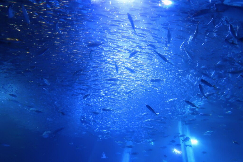 魚群