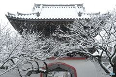 満開の雪の華 3