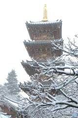 満開の雪の華 2