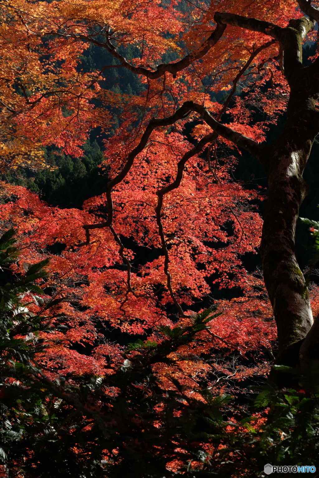 樹齢200年の風格
