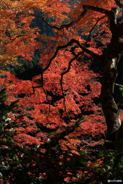 樹齢200年の風格