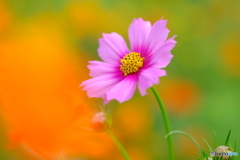 秋めいて 1