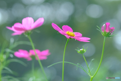 のどかなひと時 1